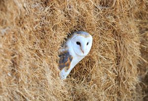 Barl Owl hiding in a bale of hay
